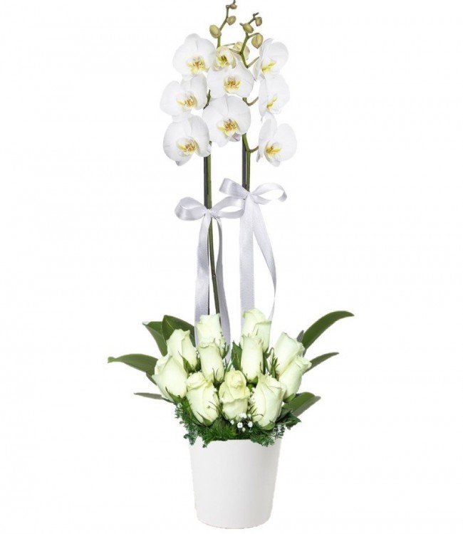 Çift Dal Beyaz Orkide &amp; 11 Beyaz Gül Özlüce Çiçekçi En Yakın
