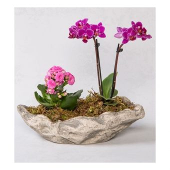 Dekoratif Saksıda Mini Mor Orkide & Mini Kalanchoe