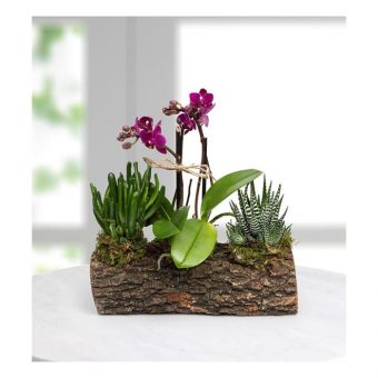 Dekoratif Kütükte Mini Mor Orkide & Skulentler